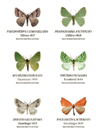 Entomosfera especies mariposas